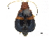  ( - CCDB-32969-H06)  @11 [ ] CreativeCommons - Attribution (2019) CBG Photography Group Smithsonian Institution