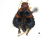  (Gynandrobrotica - CCDB-32969-H07)  @11 [ ] CreativeCommons - Attribution (2019) CBG Photography Group Smithsonian Institution