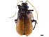  (Haplosomoides - CCDB-32969-H08)  @11 [ ] CreativeCommons - Attribution (2019) CBG Photography Group Smithsonian Institution