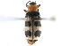  ( - CCDB-32970-D06)  @11 [ ] CreativeCommons - Attribution (2019) CBG Photography Group Smithsonian Institution