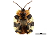  (Aslamidium - CCDB-32970-G07)  @11 [ ] CreativeCommons - Attribution (2019) CBG Photography Group Smithsonian Institution