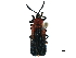  (Chalepus sanguinicollis - CCDB-32970-H04)  @11 [ ] CreativeCommons - Attribution (2019) CBG Photography Group Smithsonian Institution