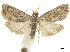  ( - CCDB-32971-A10)  @11 [ ] CreativeCommons - Attribution (2019) CBG Photography Group Smithsonian Institution