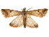  ( - CCDB-32971-B05)  @11 [ ] CreativeCommons - Attribution (2019) CBG Photography Group Smithsonian Institution