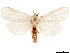  (Leucargyra - CCDB-32971-C02)  @11 [ ] CreativeCommons - Attribution (2019) CBG Photography Group Smithsonian Institution