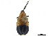  ( - CCDB-32972-A06)  @11 [ ] CreativeCommons - Attribution (2019) CBG Photography Group Smithsonian Institution
