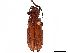  (Lasiochila - CCDB-32972-A10)  @11 [ ] CreativeCommons - Attribution (2019) CBG Photography Group Smithsonian Institution