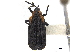  ( - CCDB-32972-B02)  @11 [ ] CreativeCommons - Attribution (2019) CBG Photography Group Smithsonian Institution