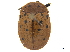  ( - CCDB-32972-D05)  @11 [ ] CreativeCommons - Attribution (2019) CBG Photography Group Smithsonian Institution