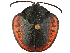  (Discomorpha salvini - CCDB-32972-E03)  @11 [ ] CreativeCommons - Attribution (2019) CBG Photography Group Smithsonian Institution