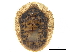  (Microctenochira hieroglyphica - CCDB-32972-F06)  @11 [ ] CreativeCommons - Attribution (2019) CBG Photography Group Smithsonian Institution