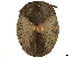  (Polychalma - CCDB-32972-G08)  @11 [ ] CreativeCommons - Attribution (2019) CBG Photography Group Smithsonian Institution