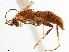  (Olixon banksii - CCDB-34061-A02)  @11 [ ] CreativeCommons - Attribution (2019) CBG Photography Group Smithsonian Institution