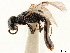  ( - CCDB-34061-B03)  @11 [ ] CreativeCommons - Attribution (2019) CBG Photography Group Smithsonian Institution