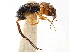  ( - CCDB-34061-C02)  @11 [ ] CreativeCommons - Attribution (2019) CBG Photography Group Smithsonian Institution