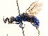  (Exallopyga - CCDB-34061-C10)  @11 [ ] CreativeCommons - Attribution (2019) CBG Photography Group Smithsonian Institution