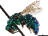  (Ipsiura - CCDB-34061-D07)  @11 [ ] CreativeCommons - Attribution (2019) CBG Photography Group Smithsonian Institution
