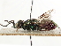  ( - CCDB-34061-E01)  @11 [ ] CreativeCommons - Attribution (2019) CBG Photography Group Smithsonian Institution