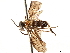  (Proselandria kirbyi - CCDB-34061-H11)  @11 [ ] CreativeCommons - Attribution (2019) CBG Photography Group Smithsonian Institution
