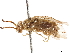  (Zadiprion rohweri - CCDB-34062-A04)  @11 [ ] CreativeCommons - Attribution (2019) CBG Photography Group Smithsonian Institution