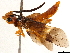  (Cephalciinae - CCDB-34062-A11)  @15 [ ] CreativeCommons - Attribution (2019) CBG Photography Group Smithsonian Institution