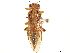  (Pseudoperga - CCDB-34062-B10)  @11 [ ] CreativeCommons - Attribution (2019) CBG Photography Group Smithsonian Institution