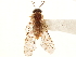  (Barilochia longivalvula - CCDB-34062-C02)  @11 [ ] CreativeCommons - Attribution (2019) CBG Photography Group Smithsonian Institution