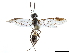  ( - CCDB-34062-D01)  @11 [ ] CreativeCommons - Attribution (2019) CBG Photography Group Smithsonian Institution