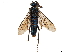  ( - CCDB-34062-D06)  @11 [ ] CreativeCommons - Attribution (2019) CBG Photography Group Smithsonian Institution