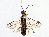  (Kambaitina pup - CCDB-34062-F10)  @11 [ ] CreativeCommons - Attribution (2019) CBG Photography Group Smithsonian Institution