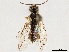 (Monsoma pallipes - CCDB-34062-G03)  @11 [ ] CreativeCommons - Attribution (2019) CBG Photography Group Smithsonian Institution