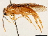  ( - CCDB-34062-G05)  @11 [ ] CreativeCommons - Attribution (2019) CBG Photography Group Smithsonian Institution