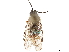  (Blennogeneris coloradensis - CCDB-34063-A03)  @11 [ ] CreativeCommons - Attribution (2019) CBG Photography Group Smithsonian Institution