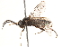  ( - CCDB-34063-A12)  @11 [ ] CreativeCommons - Attribution (2019) CBG Photography Group Smithsonian Institution