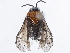  ( - CCDB-34063-D02)  @12 [ ] CreativeCommons - Attribution (2019) CBG Photography Group Smithsonian Institution