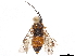  (Susana annulata - CCDB-34063-F05)  @11 [ ] CreativeCommons - Attribution (2019) CBG Photography Group Smithsonian Institution
