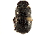  (Copris diversus - CCDB-34064-D06)  @11 [ ] CreativeCommons - Attribution (2019) CBG Photography Group Smithsonian Institution