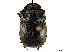  ( - CCDB-34064-D07)  @11 [ ] CreativeCommons - Attribution (2019) CBG Photography Group Smithsonian Institution