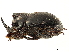  (Copris harrisi - CCDB-34064-D07)  @11 [ ] CreativeCommons - Attribution (2019) CBG Photography Group Smithsonian Institution