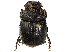 (Copris integer - CCDB-34064-D08)  @11 [ ] CreativeCommons - Attribution (2019) CBG Photography Group Smithsonian Institution