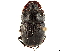 ( - CCDB-34064-D09)  @11 [ ] CreativeCommons - Attribution (2019) CBG Photography Group Smithsonian Institution