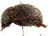  ( - CCDB-34064-E03)  @11 [ ] CreativeCommons - Attribution (2019) CBG Photography Group Smithsonian Institution