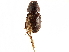  (Aganocrossus meticulosus - CCDB-34064-H05)  @11 [ ] CreativeCommons - Attribution (2019) CBG Photography Group Smithsonian Institution