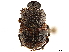  ( - CCDB-34064-H06)  @11 [ ] CreativeCommons - Attribution (2019) CBG Photography Group Smithsonian Institution