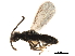  ( - CCDB-34065-H09)  @11 [ ] CreativeCommons - Attribution (2019) CBG Photography Group Smithsonian Institution