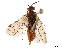  (Macroxyela aenea - CCDB-34066-D03)  @11 [ ] CreativeCommons - Attribution (2019) CBG Photography Group Smithsonian Institution