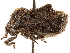  ( - CCDB-34067-B02)  @11 [ ] CreativeCommons - Attribution (2019) CBG Photography Group Smithsonian Institution