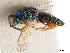  ( - CCDB-34068-B12)  @11 [ ] CreativeCommons - Attribution (2019) CBG Photography Group Smithsonian Institution