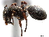 ( - CCDB-34068-E03)  @14 [ ] CreativeCommons - Attribution (2019) CBG Photography Group Smithsonian Institution