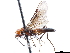  (Alysiasta - CCDB-34068-G02)  @11 [ ] CreativeCommons - Attribution (2019) CBG Photography Group Smithsonian Institution